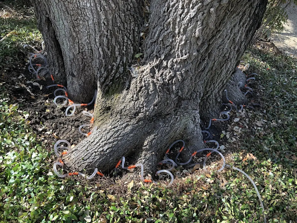 Detailed Tree Cabling and Bracing job site in Kasilof