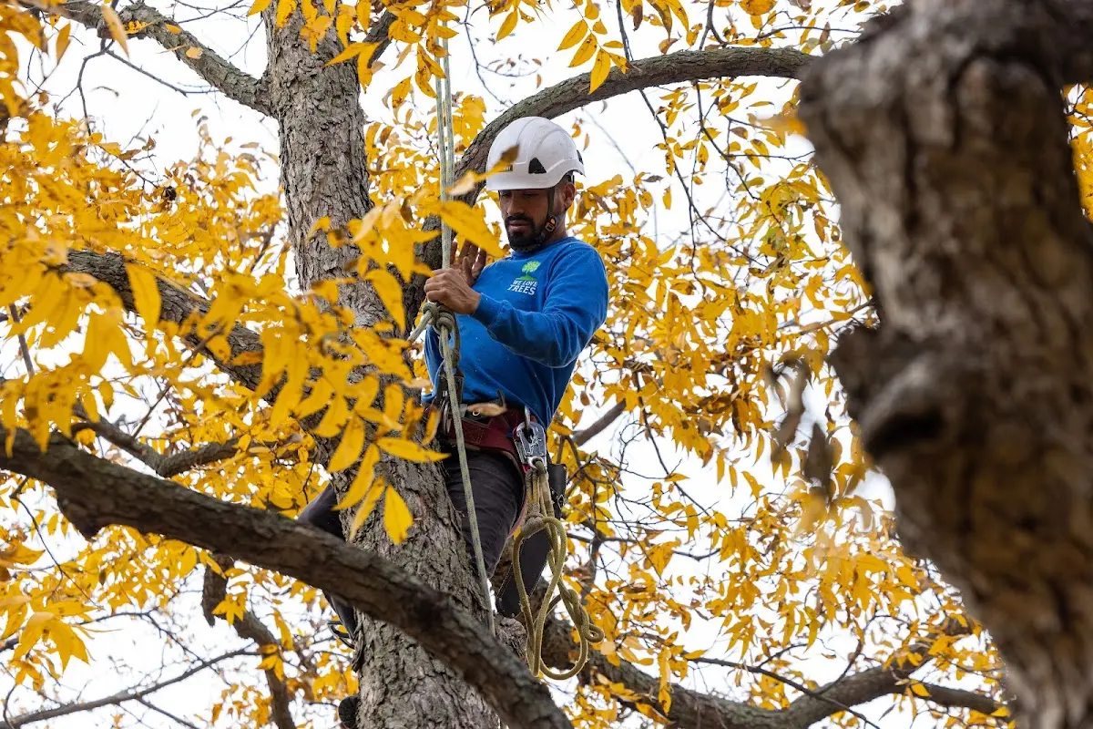 Skilled Tree Pruning crew working in Kasilof