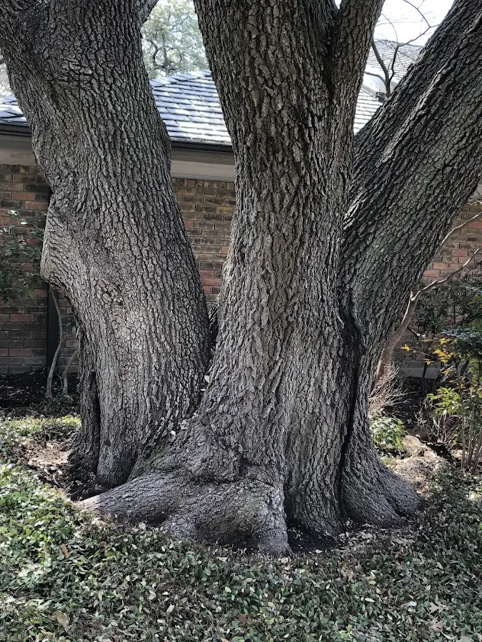 Mature heritage tree close to a Kasilof property cared for by certified arborists